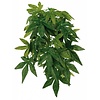 Zijden hangplant Abutilon