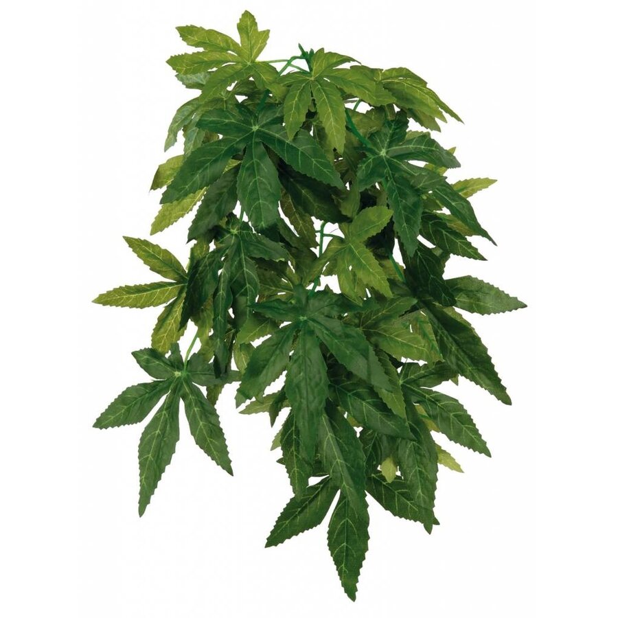 Zijden hangplant Abutilon voor terrarium