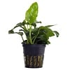 Anubias barteri var. nana