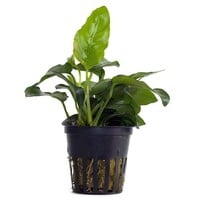 Anubias barteri var. nana compacte aquariumplant in pot