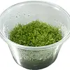 Riccia fluitans