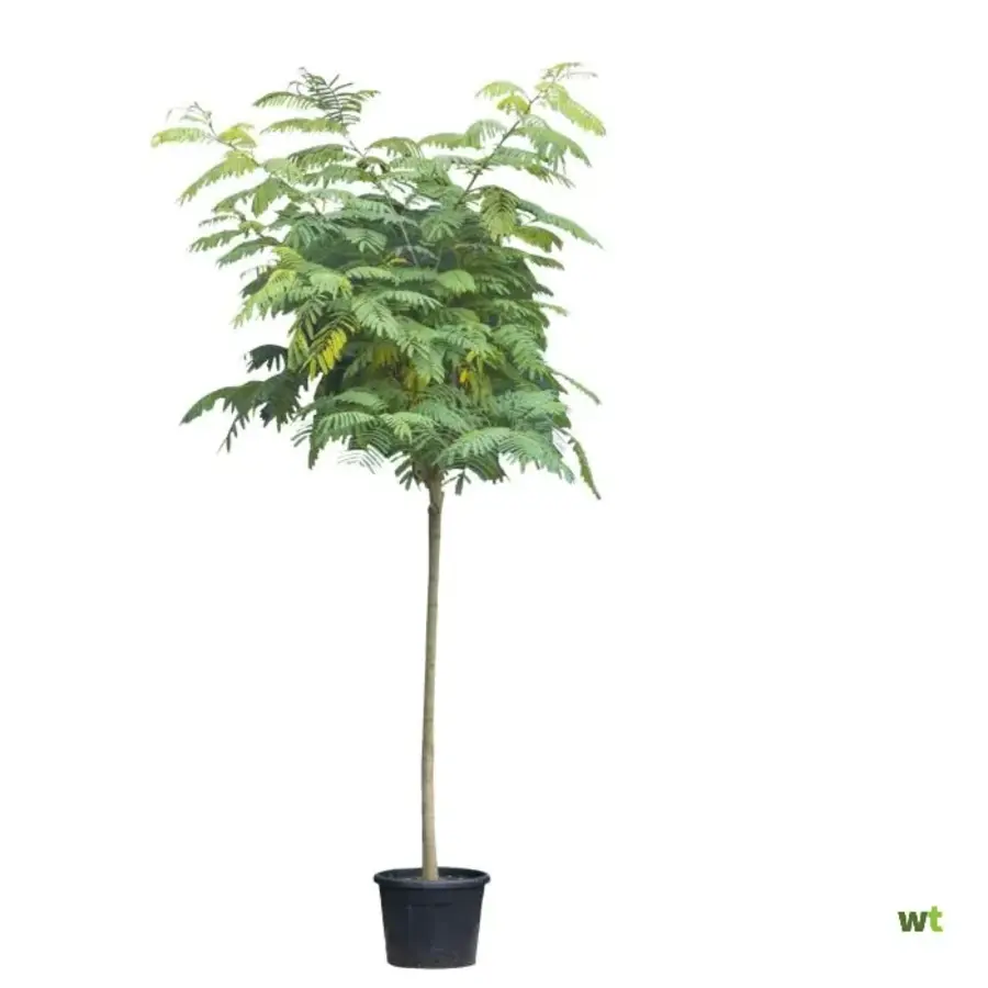Albizia julibrissin (slaapboom) op stam | 230 cm hoog | In 27 cm pot | Groene wintervastere variant