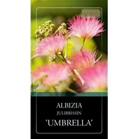 Albizia julibrissin (slaapboom) op stam | 230 cm hoog | In 27 cm pot | Groene wintervastere variant