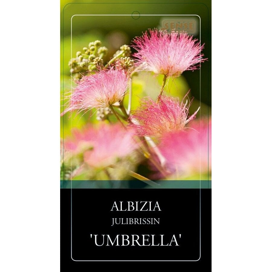 Albizia julibrissin (slaapboom) op stam | 230 cm hoog | In 27 cm pot | Groene wintervastere variant