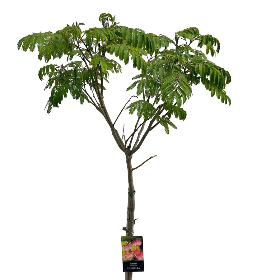 Albizia julibrissin (slaapboom) op stam | 140 cm hoog | In 27 cm pot | Groene wintervastere variant