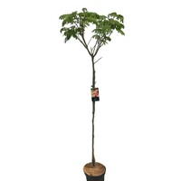 Albizia julibrissin (slaapboom) op stam | 140 cm hoog | In 27 cm pot | Groene wintervastere variant