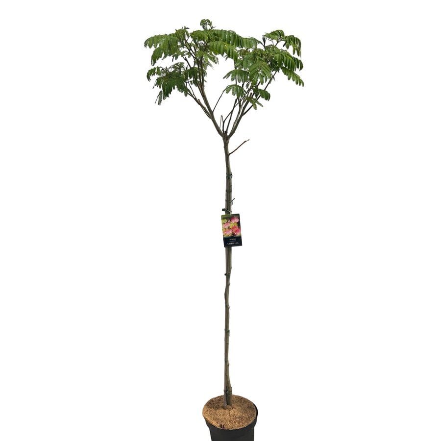 Albizia julibrissin (slaapboom) op stam | 230 cm hoog | In 27 cm pot | Groene wintervastere variant