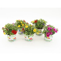 Calibrachoa Celebration Karneval gemengde kleuren | 15 cm hoog | In 12 cm pot | Rijkbloeiende zomerbloeier per stuk
