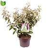 Elaeagnus x ebbingei | Olijfwilg | 50 cm hoog | 23 cm pot