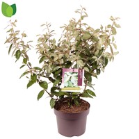 Elaeagnus x ebbingei Olijfwilg | 50 cm hoog | In 23 cm pot | Wintergroene heester