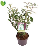 Elaeagnus x ebbingei Olijfwilg | 50 cm hoog | In 23 cm pot | Wintergroene heester