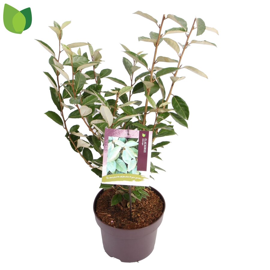 Elaeagnus x ebbingei Olijfwilg | 50 cm hoog | In 23 cm pot | Wintergroene heester