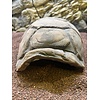 Schildpad grot medium