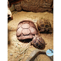Keramische schildpad grot medium