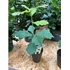Quercus robur | Zomereik | 28 cm hoog | 9 cm pot
