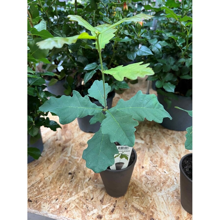 Quercus robur (Zomereik, Inlandse eik) | 28 cm hoog | In 9 cm pot | Inheemse boom