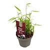 Fargesia Jiuzhaigou 1 | Rode bamboe | 10 cm pot