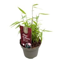 Fargesia (Jiuzhaigou Grp) 'Jiuzhaigou 1' | Rode niet woekerende bamboe | In 10 cm pot
