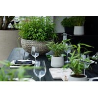 Fargesia (Jiuzhaigou Grp) 'Jiuzhaigou 1' | Rode niet woekerende bamboe | In 10 cm pot