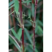 Fargesia (Jiuzhaigou Grp) 'Jiuzhaigou 1' | Rode niet woekerende bamboe | In 10 cm pot