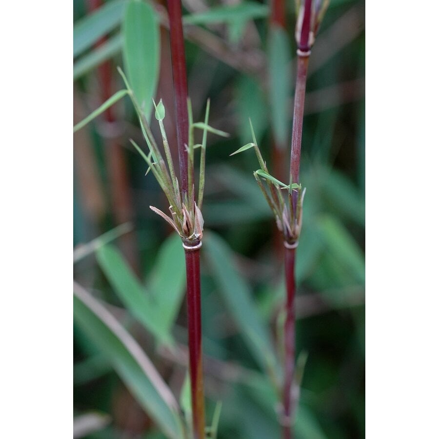 Fargesia (Jiuzhaigou Grp) 'Jiuzhaigou 1' | Rode niet woekerende bamboe | In 10 cm pot