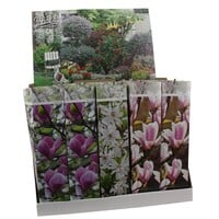 Magnolia x soulangeana assorti | Verkoop per stuk | 20 tot 30 cm hoog | In 9 cm pot | Beverboom in verschillende varianten en kleuren