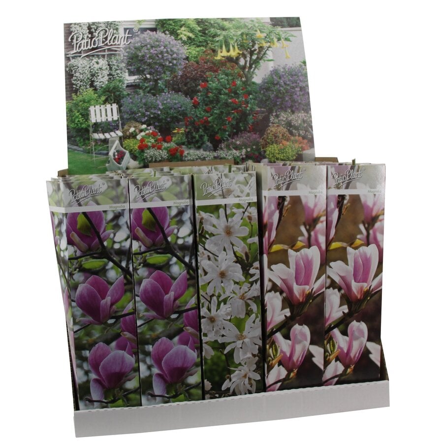 Magnolia x soulangeana assorti | Verkoop per stuk | 20 tot 30 cm hoog | In 9 cm pot | Beverboom in verschillende varianten en kleuren