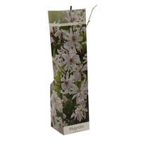 Magnolia x soulangeana assorti | Verkoop per stuk | 20 tot 30 cm hoog | In 9 cm pot | Beverboom in verschillende varianten en kleuren
