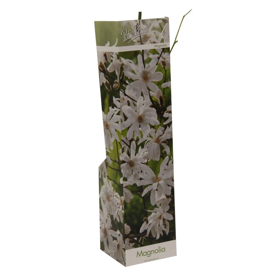Magnolia x soulangeana assorti | Verkoop per stuk | 20 tot 30 cm hoog | In 9 cm pot | Beverboom in verschillende varianten en kleuren