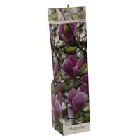 Magnolia x soulangeana assorti | Verkoop per stuk | 20 tot 30 cm hoog | In 9 cm pot | Beverboom in verschillende varianten en kleuren