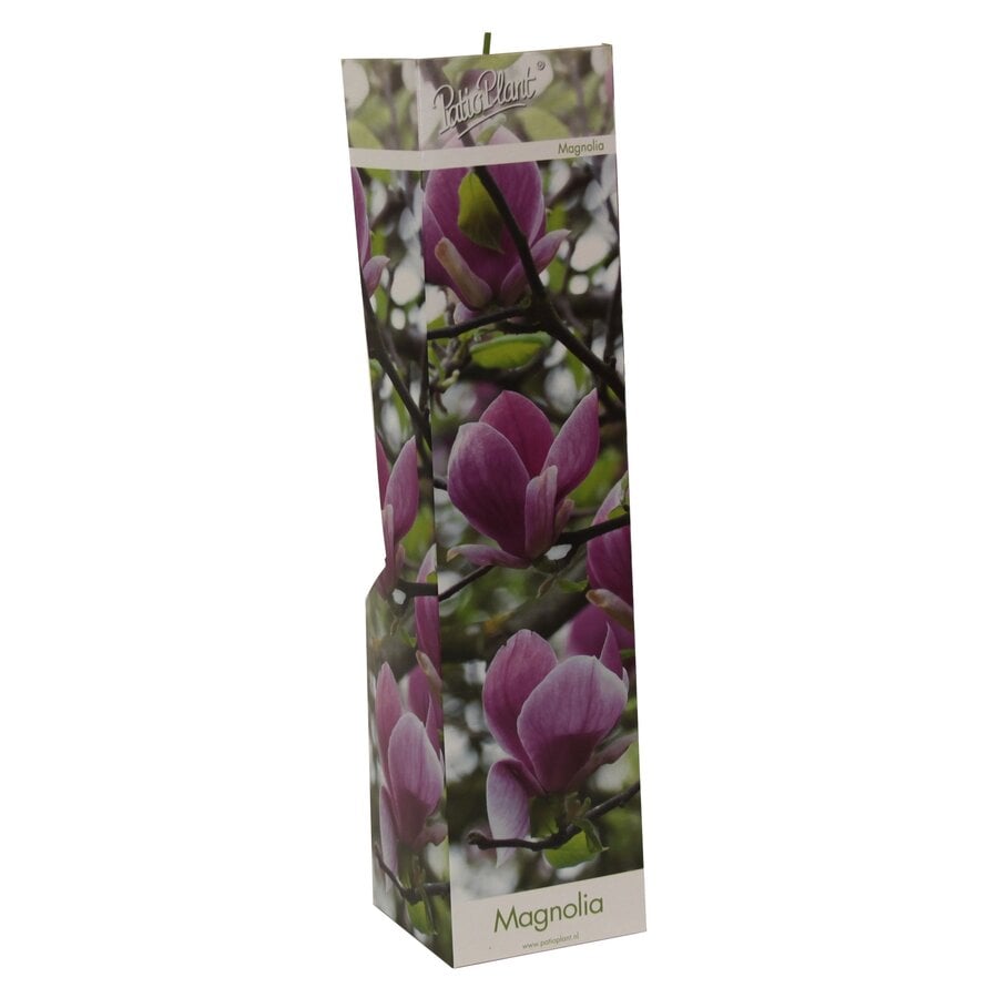 Magnolia x soulangeana assorti | Verkoop per stuk | 20 tot 30 cm hoog | In 9 cm pot | Beverboom in verschillende varianten en kleuren
