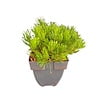 Pinus mugo subsp. mugo | Bergden | 35 cm hoog | 17 cm pot