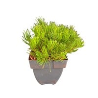 Pinus mugo subsp. mugo | Bergden | 35 cm hoog | In 17 cm pot | Wintergroene den