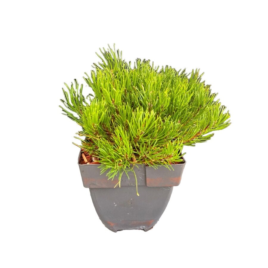 Pinus mugo subsp. mugo | Bergden | 35 cm hoog | In 17 cm pot | Wintergroene den