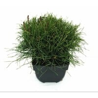 Pinus mugo subsp. mugo | Bergden | 35 cm hoog | In 17 cm pot | Wintergroene den