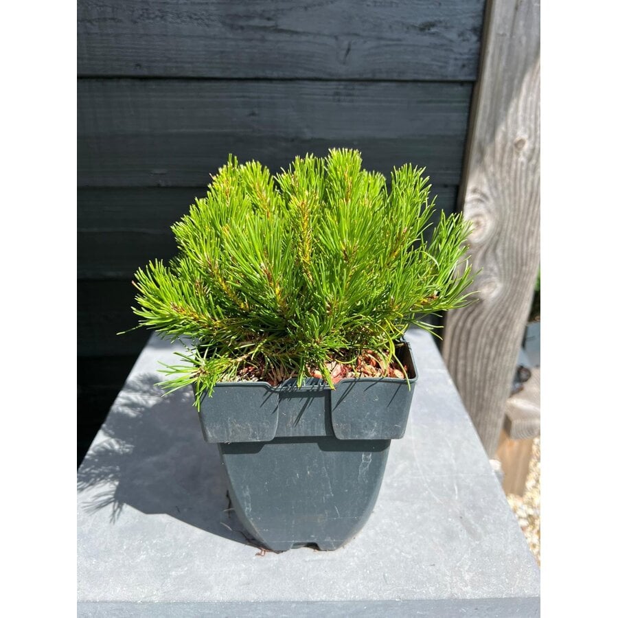 Pinus mugo subsp. mugo | Bergden | 35 cm hoog | In 17 cm pot | Wintergroene den