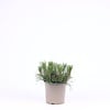 Pinus mugo var. pumilio | 15 cm hoog | 15 cm pot