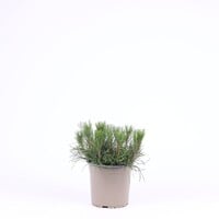 Pinus mugo var. pumilio | Dwergbergden | 15 cm hoog | In 15 cm pot | Groenblijvende den
