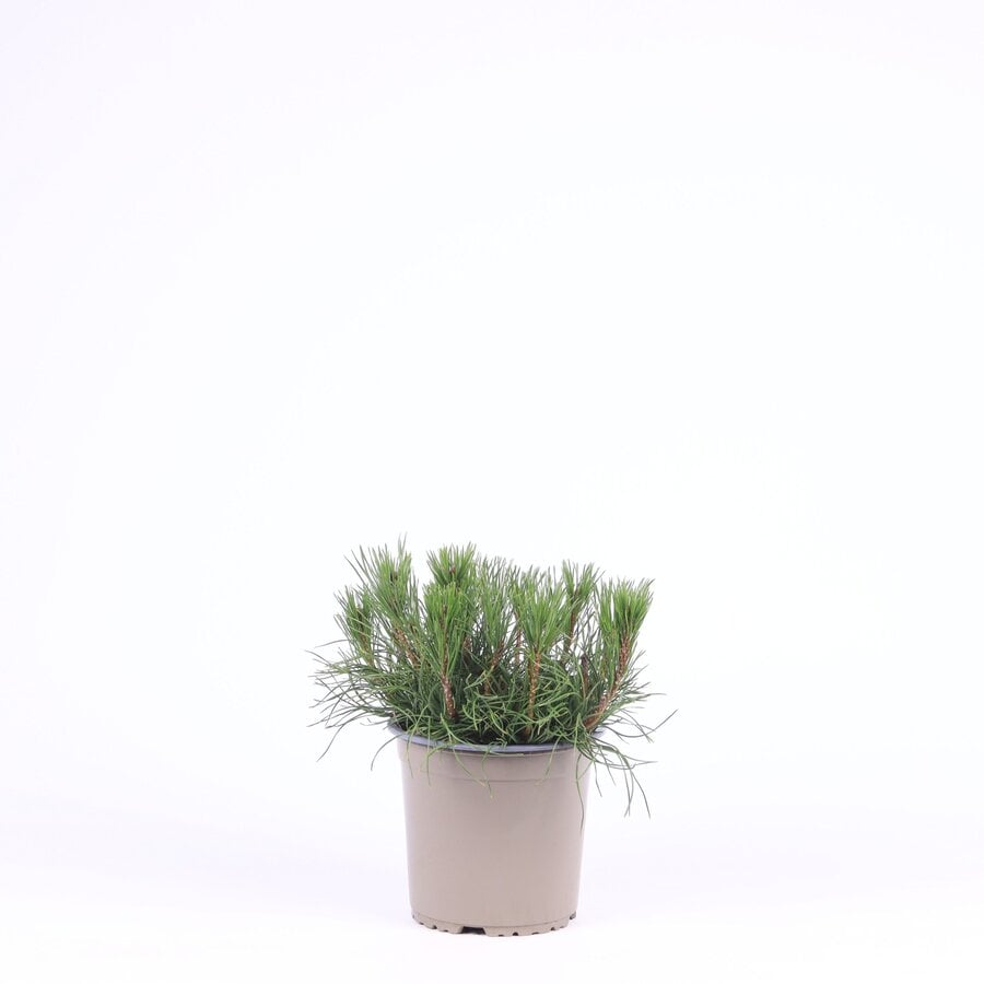 Pinus mugo var. pumilio | Dwergbergden | 15 cm hoog | In 15 cm pot | Groenblijvende den