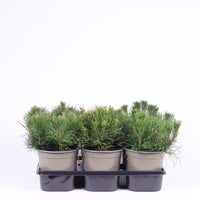 Pinus mugo var. pumilio | Dwergbergden | 15 cm hoog | In 15 cm pot | Groenblijvende den