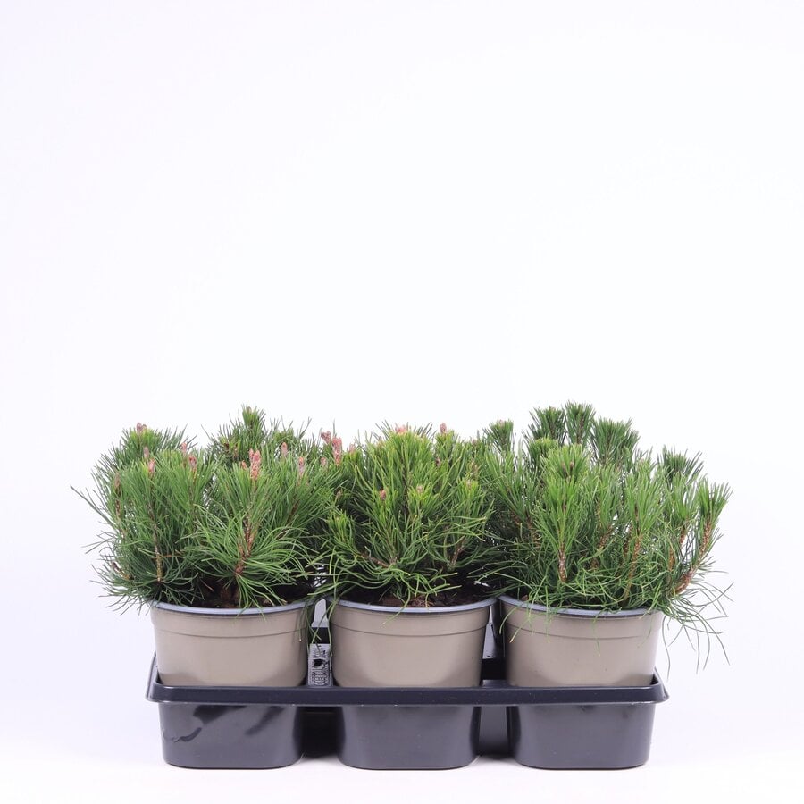 Pinus mugo var. pumilio | Dwergbergden | 15 cm hoog | In 15 cm pot | Groenblijvende den