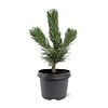 Pinus nigra | Zwarte den | 35 cm hoog | 19 cm pot