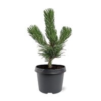 Pinus nigra zwarte den | 35 cm hoog | In 19 cm pot | Groenblijvende den voor tuin en terras