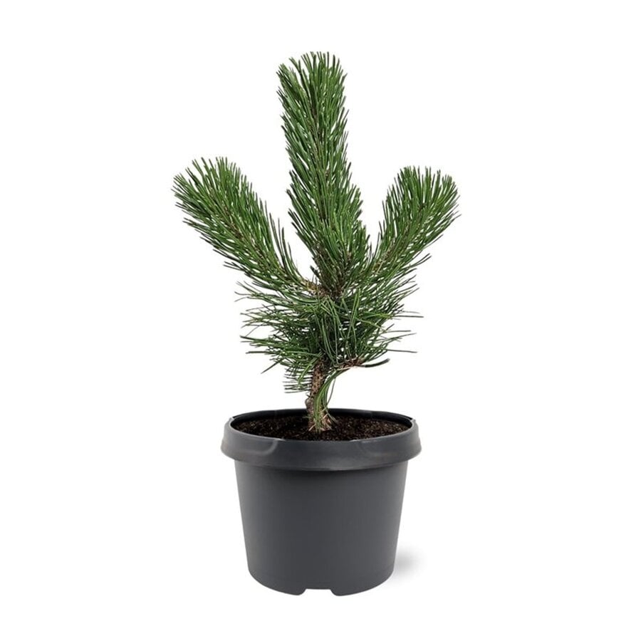 Pinus nigra zwarte den | 35 cm hoog | In 19 cm pot | Groenblijvende den voor tuin en terras