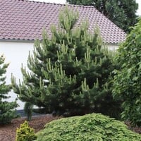 Pinus nigra zwarte den | 35 cm hoog | In 19 cm pot | Groenblijvende den voor tuin en terras