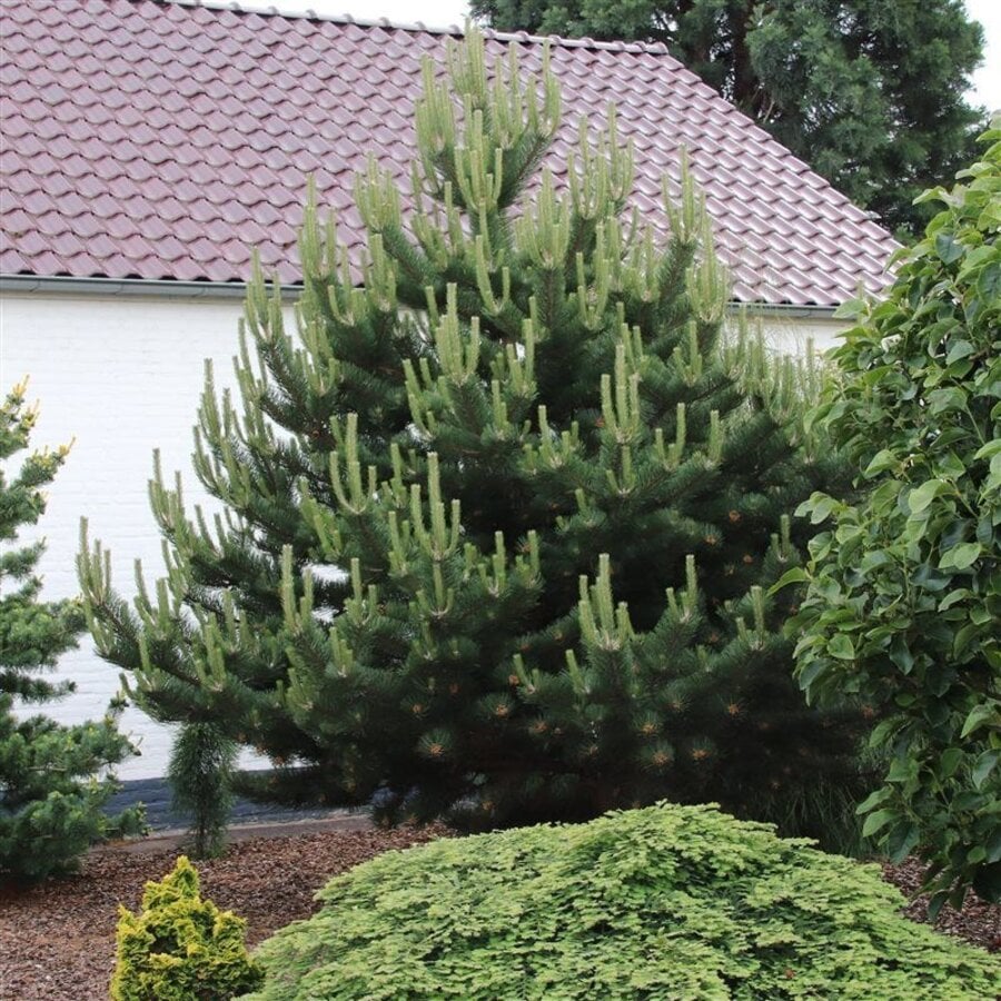 Pinus nigra zwarte den | 35 cm hoog | In 19 cm pot | Groenblijvende den voor tuin en terras