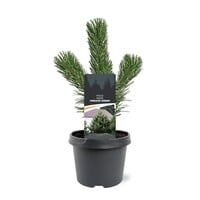 Pinus nigra zwarte den | 35 cm hoog | In 19 cm pot | Groenblijvende den voor tuin en terras