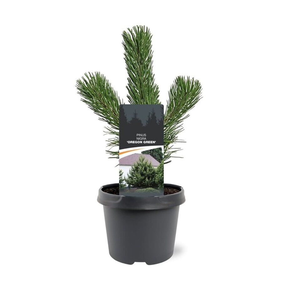 Pinus nigra zwarte den | 35 cm hoog | In 19 cm pot | Groenblijvende den voor tuin en terras
