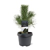Pinus nigra subsp. nigra | zwarte den | 45 cm hoog | 19 cm pot
