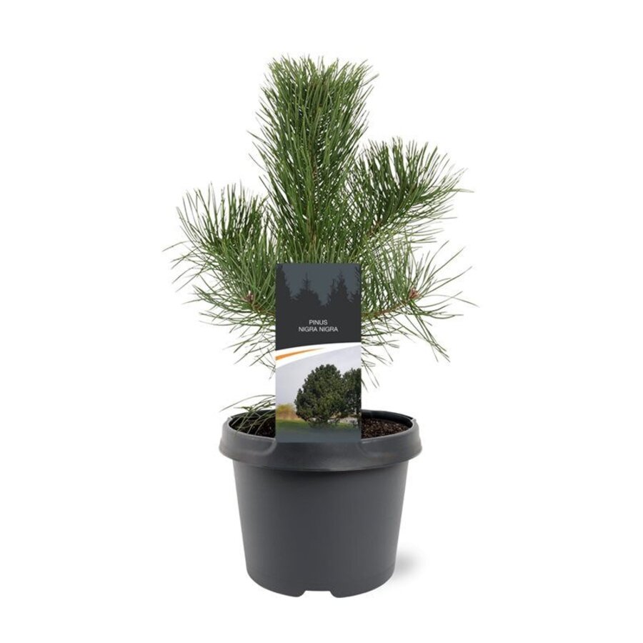 Pinus nigra subsp. nigra | zwarte den | 45 cm hoog | 19 cm pot | Groenblijvende den